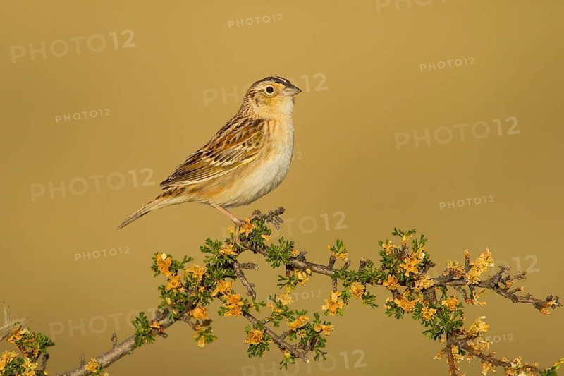 Grasshopper Sparrow Ammodramus savannarum Sonoita, Cochise County, Arizona, Unites States 17 May Adult Male Mountain Mahogany. Emberizidae