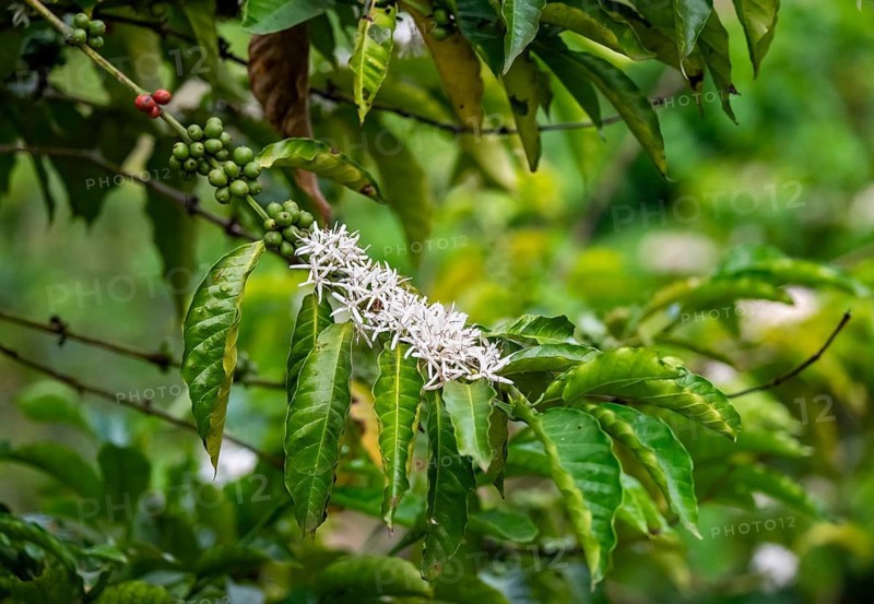 Green and red fruits and white flowers on a coffee plant, Robusta coffee (Coffea canephora), coffee cultivation, Rugando, Western Region, Uganda