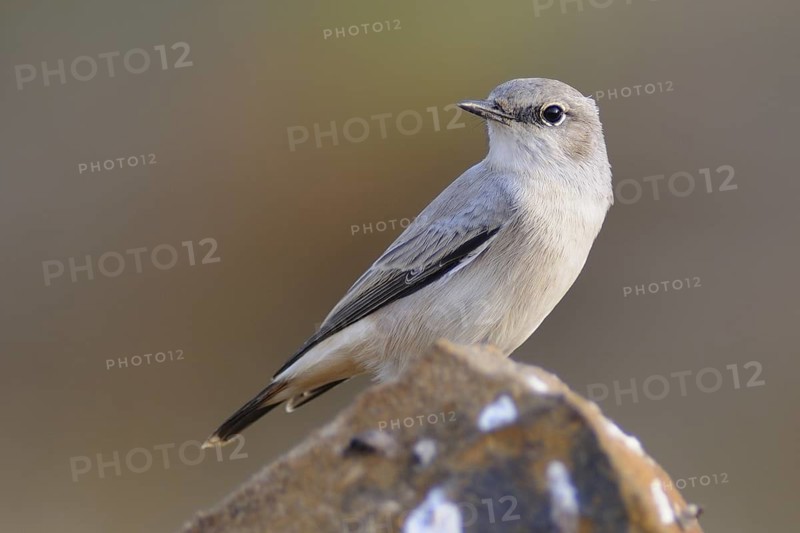 Kurdish Wheatear (Oenanthe xanthoprymna), India