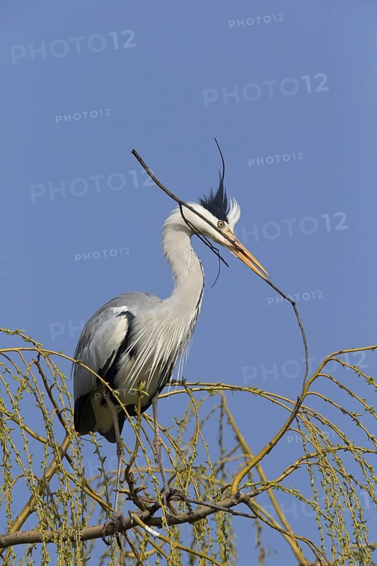 Grey heron, heron, (Ardea cinerea), animals, birds, heron, nesting material in beak, nest building, Luisenpark, Mannheim, Baden-Württemberg, Germany