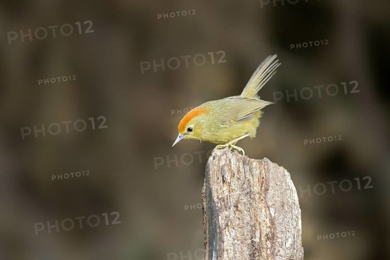 Rufous-capped Babbler (Stachyridopsis ruficeps), Yunnan, China