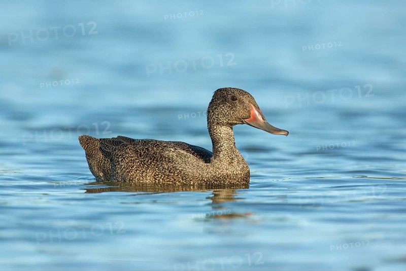 Freckled Duck (Stictonetta naevosa) male, Victoria, Australia