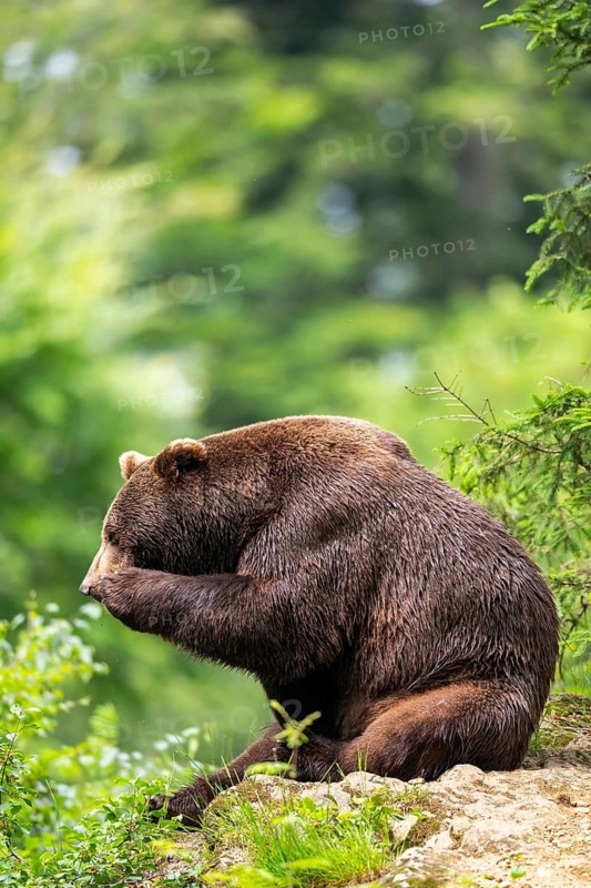 Eurasian brown bear (Ursus arctos arctos) sitting on a rock, Bavarian Forest, Bavaria, Germany