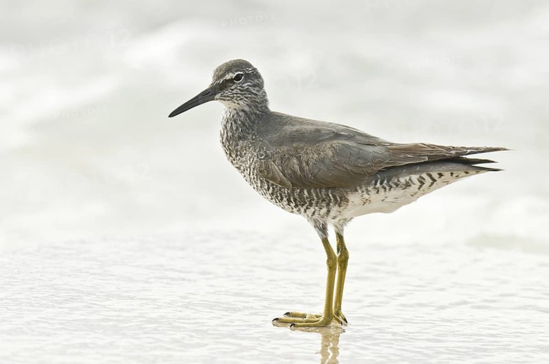 Wandering Tattler (Tringa incana)Hawaii, USA