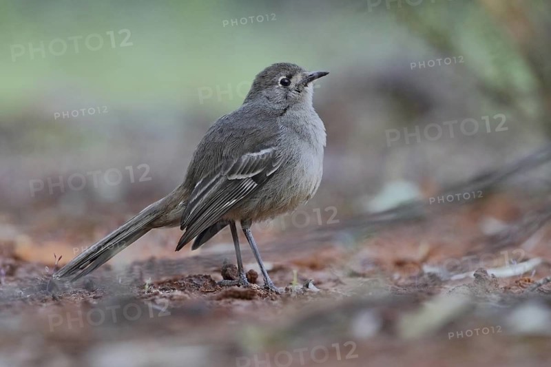 Southern Scrub Robin (Drymodes brunneopygia), Queensland, Australia