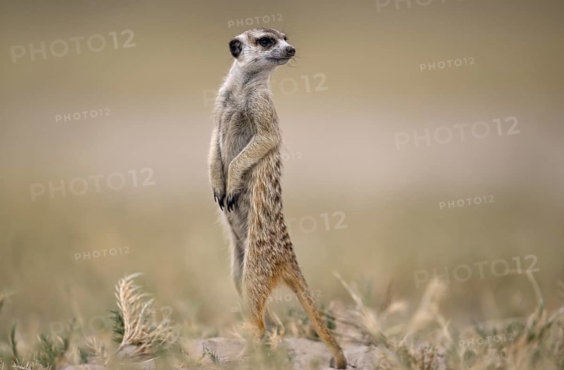 Meerkats or suricates (Suricata suricatta), Makgadikgadi Salt Pans, Makgadikgadi Pans National Park, Central District, Botswana