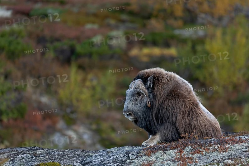 After a long period of rest, the musk ox bull (Ovibos moschatus) rises, autumn, Ruska, autumn colours, Tundra landscape, Norway