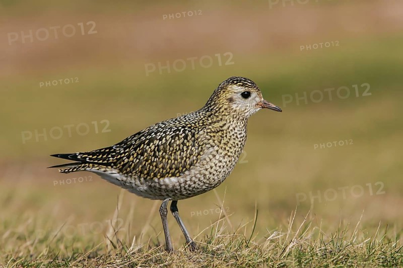 European Golden Plover (Pluvialis apricaria), Schleswig-Holstein, Germany