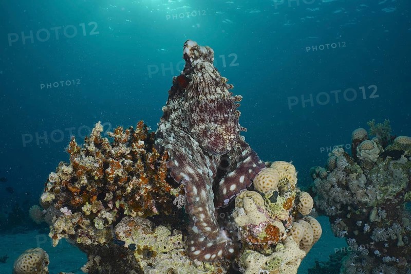 Big blue octopus (Octopus cyaneus Octopus cyanea)
