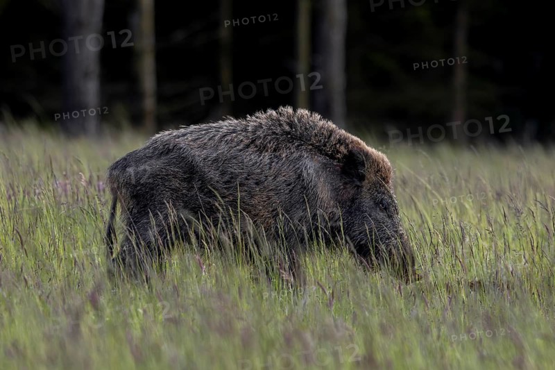 The wild boar boar (Sus scrofa) has taken notice of me and immediately raises its back hair, defensive, irritated, June, Denmark