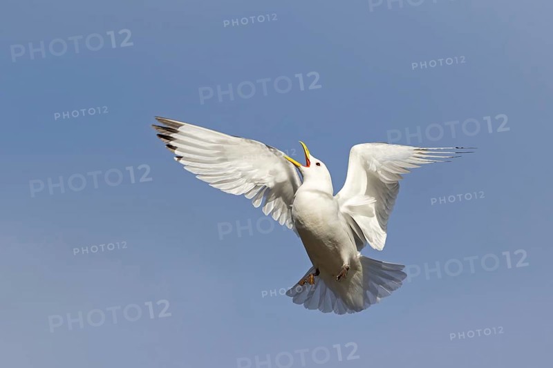 Dreizehenmöwe, Black-legged Kittiwake, Kittiwake, Rissa tridactyla, Mouette tridactyle, Gaviota Tridáctila