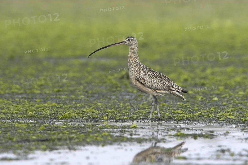 Long-billed Curlew (Numenius americanus), British Columbia, Canada