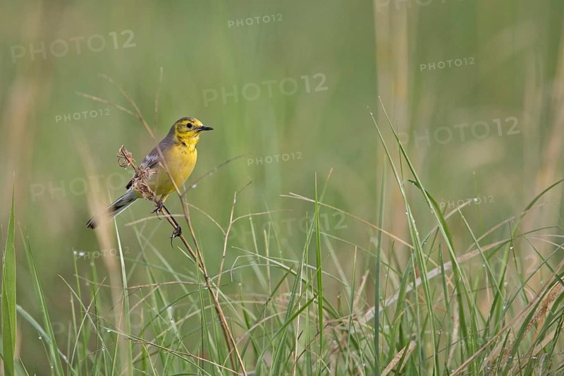Citrine Wagtail (Motacilla citreola) female, Dornod Province, Mongolia
