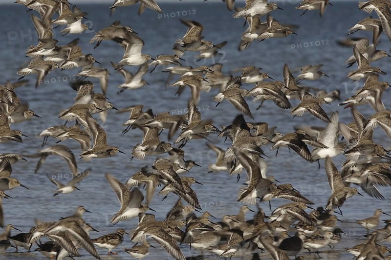 Red Knot (Calidris canutus) flock, Banc d'Arguin National Park, Mauritania