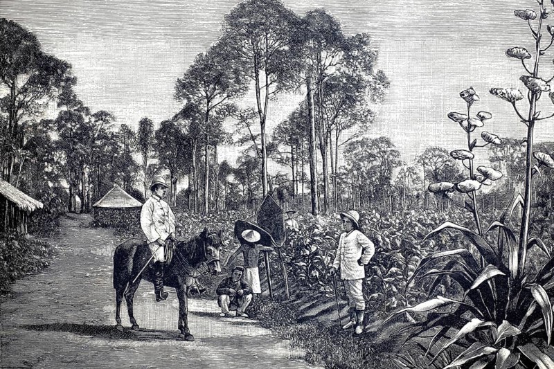 German tobacco planting in Sumatra, 1890, tobacco fields during harvest, illustration, reproduction from a model from the 19th century. Authentic, file restored for optimal use, exact date of submission unknown, historical