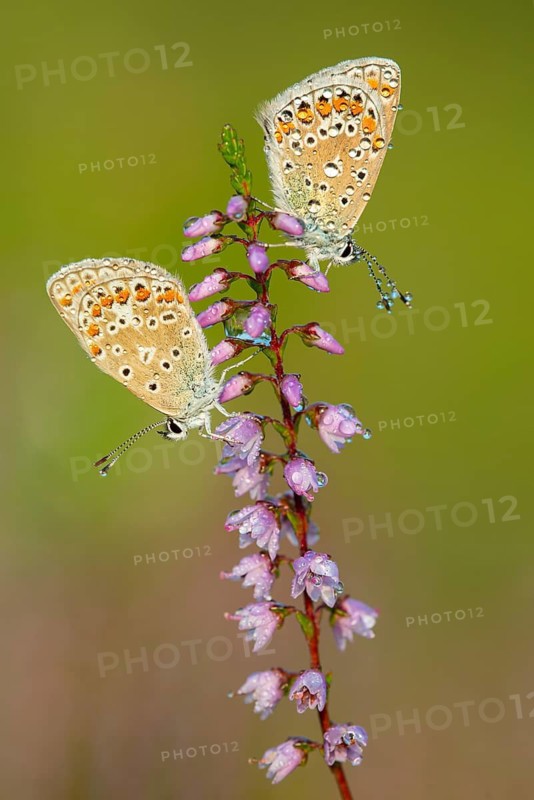 Blue butterfly (Polyommatus icarus), Goldenstedt moor, Goldenstedt, Lower Saxony, Germany