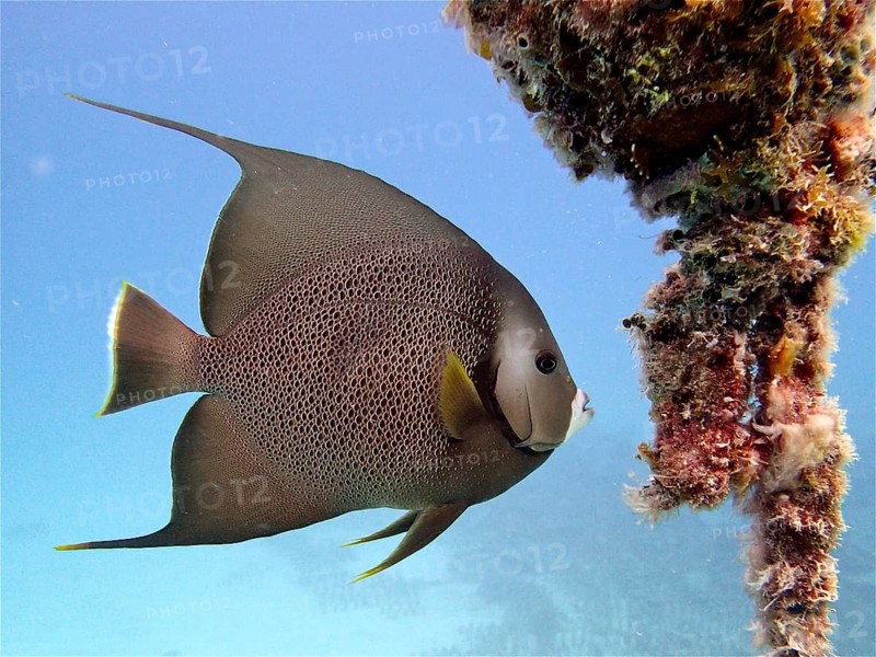 Gray angelfish (Pomacanthus arcuatus)