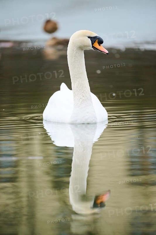 Mute swan (Cygnus olor) swimming in a lake, Bavaria, Germany Europe