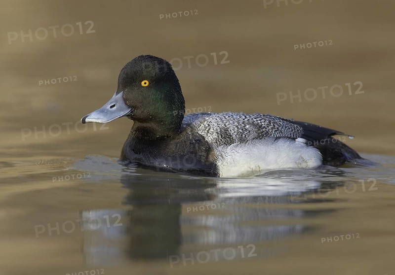 Lesser Scaup (Aythya affinis) male, Ohio, USA