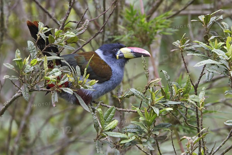 Gray-breasted Mountain-Toucan (Andigena hypoglauca) perched on a branch in Ecuador, South America