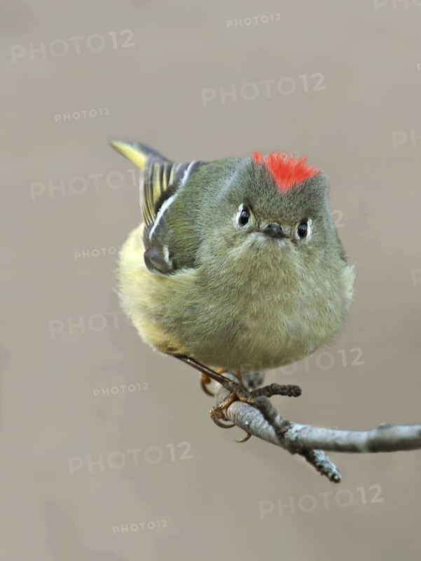 Ruby-crowned Kinglet (Regulus calendula) male, Saskatchewan, Canada