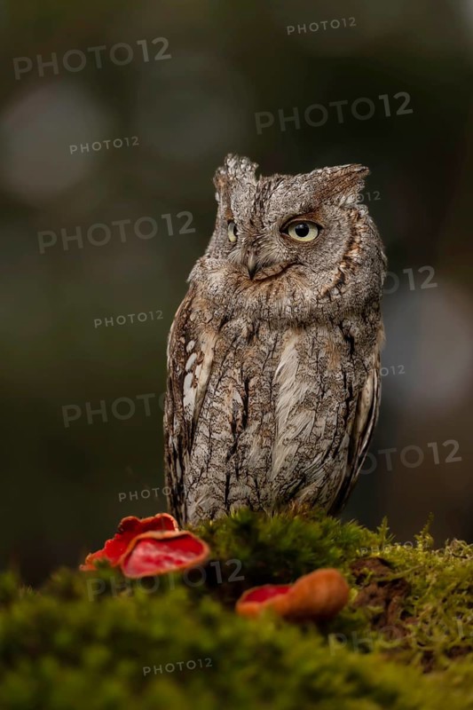 Eurasian Scops Owl (Otus scops) captive, Bavaria, Germany
