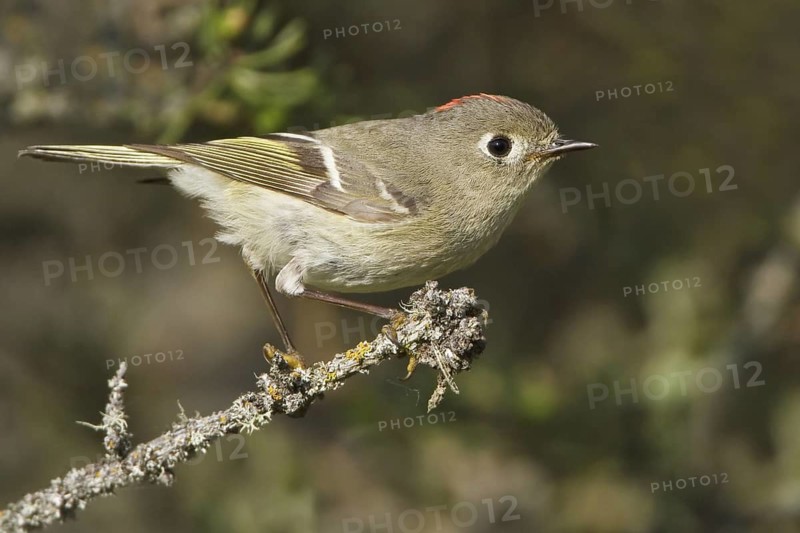 Ruby-crowned Kinglet (Regulus calendula), Manitoba, Canada