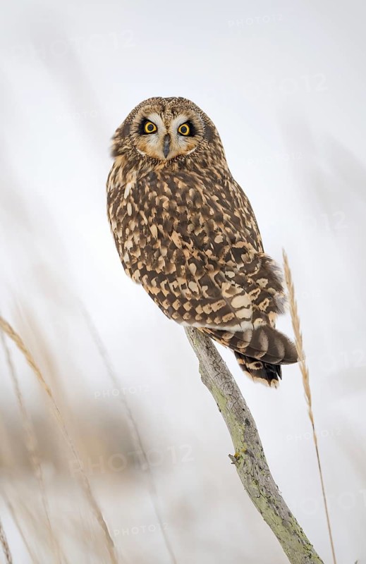 Short-eared Owl (Asio flammeus), Alaska, USA