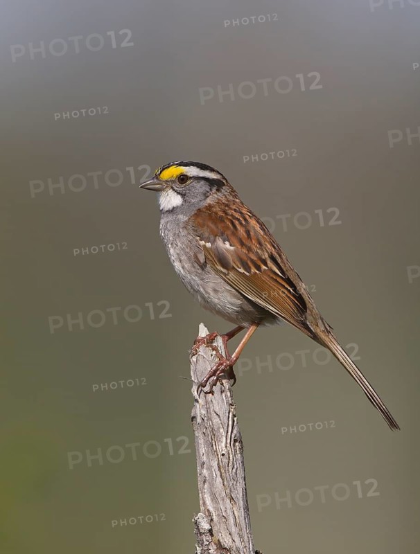 White-throated Sparrow (Zonotrichia albicollis), Michigan, USA