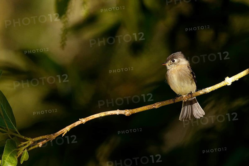 Black-capped Flycatcher (Empidonax atriceps) perched on a twig, Costa Rica