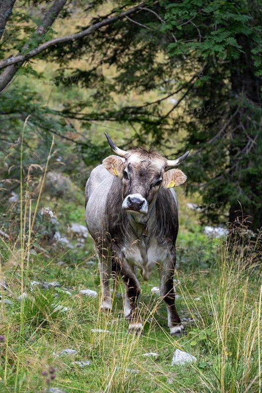 Grey cattle, cow in a meadow, Carinthia, Austria