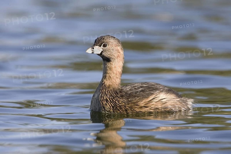 Pied-billed Grebe Podilymbus podiceps Tucson, Pima County, ARIZONA, United States March Adult breeding plumage. Podicipedidae