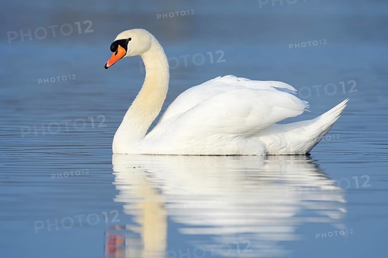 Mute swan (Cygnus olor), North Rhine-Westphalia, Germany