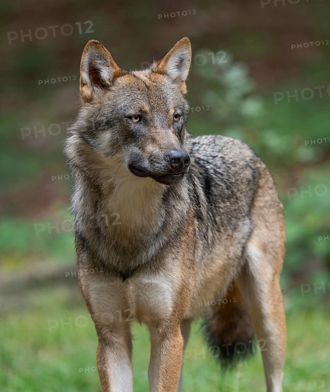 Wolf (Canis lupus) stands in a clearing in the forest and looks attentively, Germany