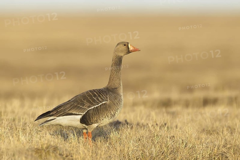 Greater White-fronted Goose (Anser albifrons), Alaska, USA