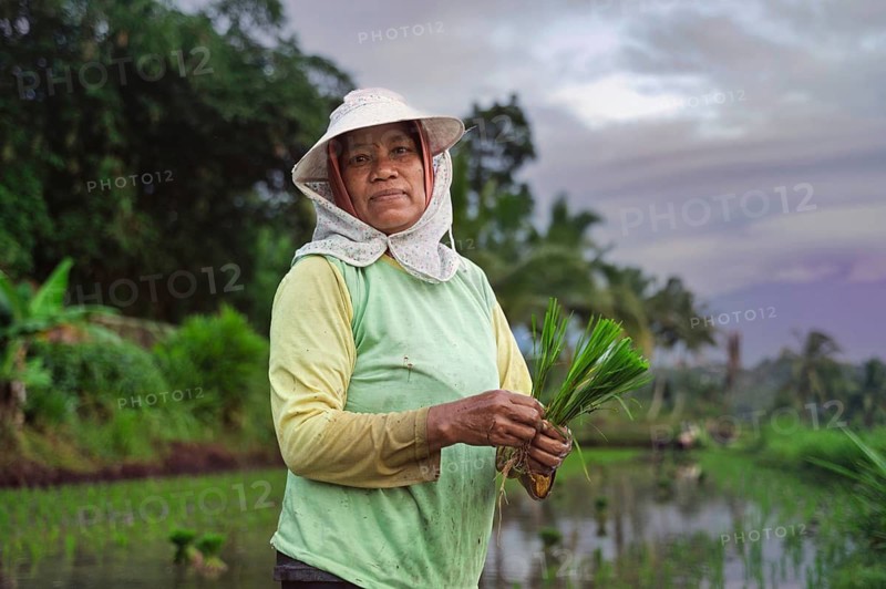 A farmer in traditional attire holds young rice plants in a lush Indonesian field. The background features vibrant green fields and a serene, cloudy sky