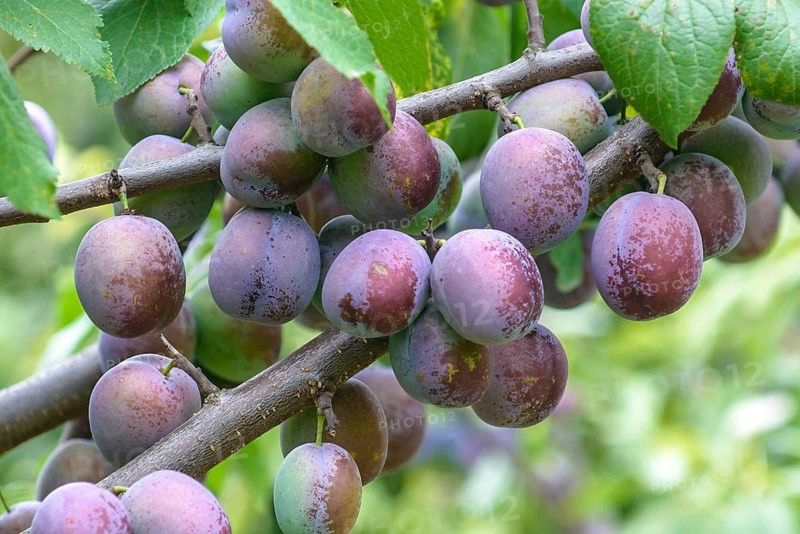 Plum (Prunus domestica 'Anna Späth'),  Germany