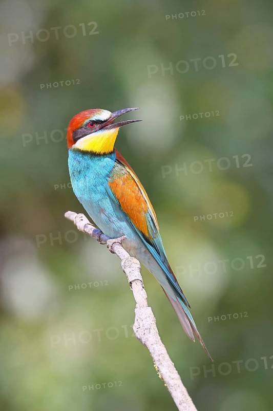 European bee-eater (Merops apiaster) sitting on a branch, Lake Neusiedl, Burgenland, Austria