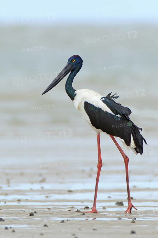 Black-necked Stork (Ephippiorhynchus asiaticus) female, Queensland, Australia