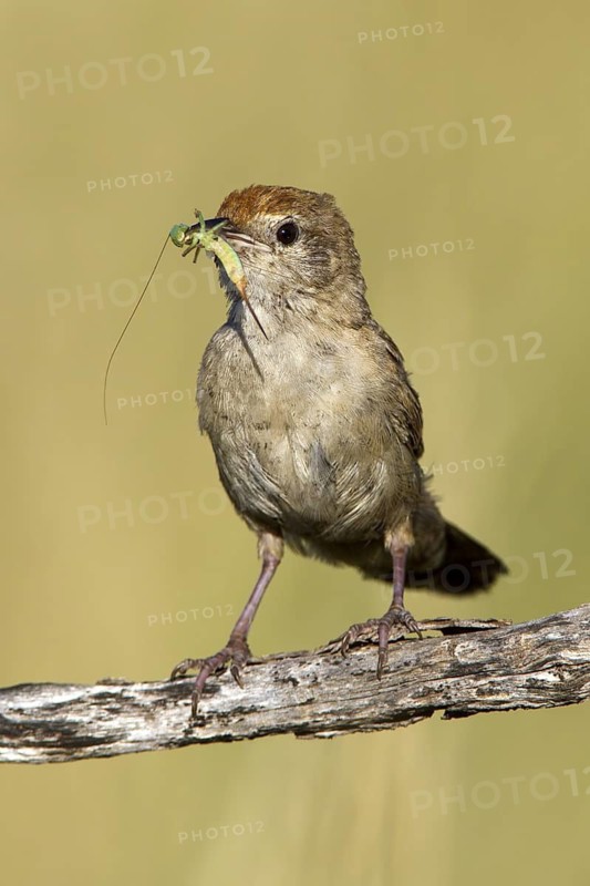 Spinifexbird (Megalurus carteri) with insect prey, Western Australia, Australia