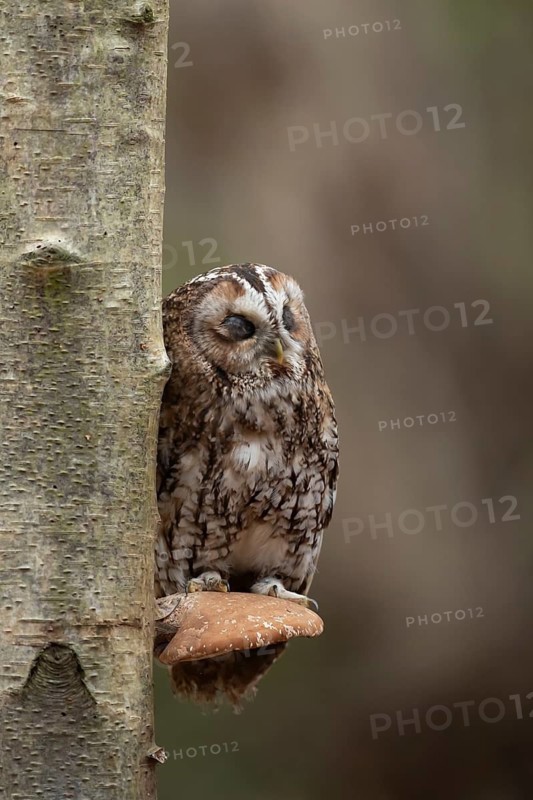 Tawny owl (Strix aluco) adult bird sleeping on a Bracket fungi on a Silver birch tree in a woodland in autumn, England, United Kingdom