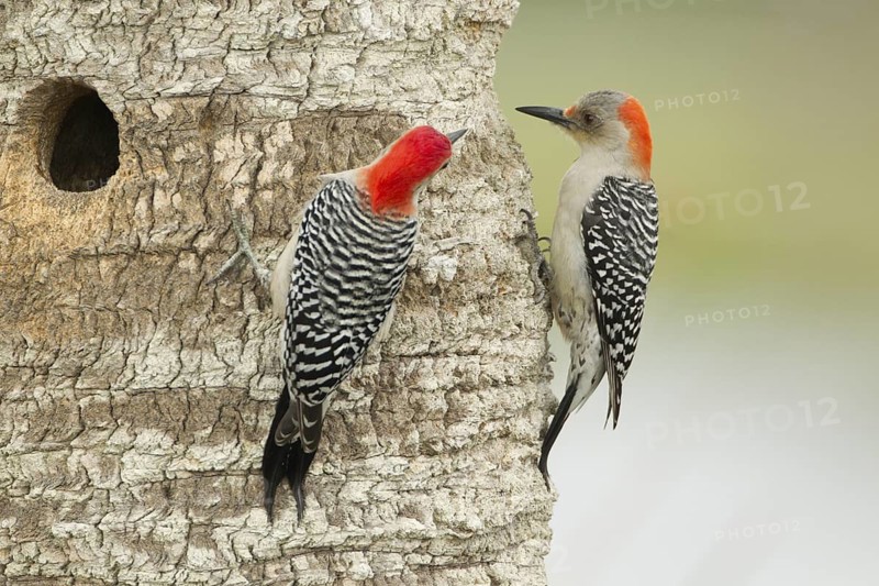 Red-bellied Woodpecker (Melanerpes carolinus) pair at nest cavity, Florida, USA
