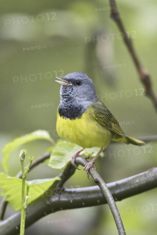 Mourning Warbler (Geothlypis philadelphia) male singing, Manitoba, Canada