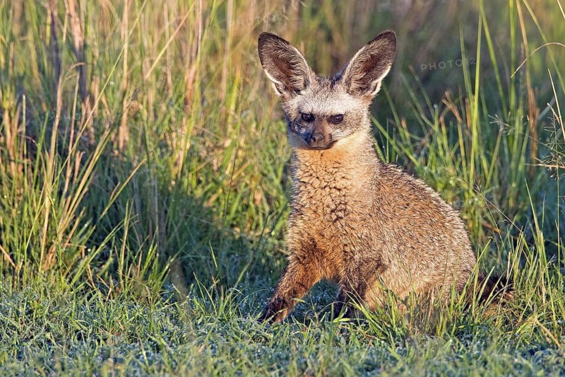 Bat-eared Fox (Otocyon megalotis) outside his den, Masai Mara, Kenya