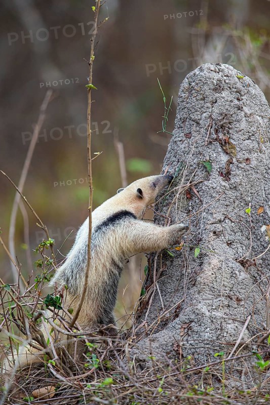 Southern tamandua (Tamandua tetradactyla) Pantanal Brazil