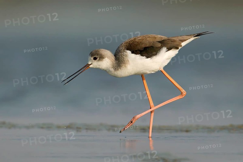 Black-winged Stilt (Himantopus himantopus) foraging, Phetchaburi, Thailand