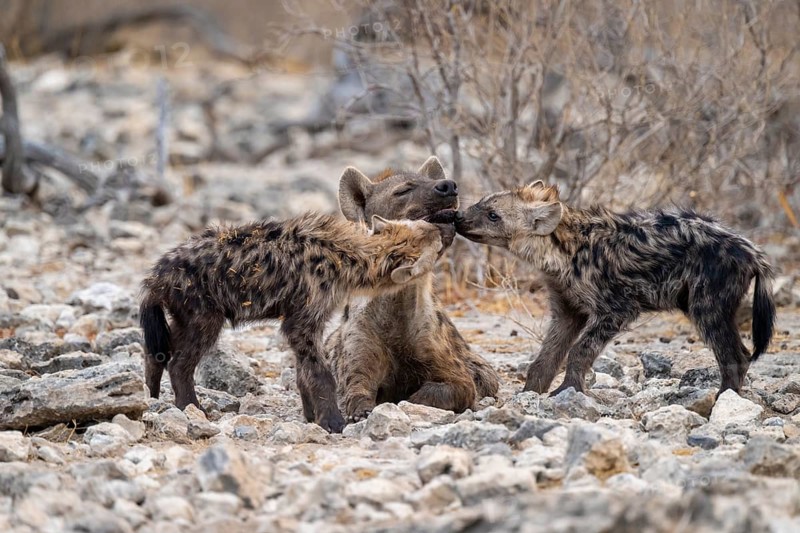 Spotted hyena or spotted hyena (Crocuta crocuta) with two young animals, Etosha National Park, Namibia