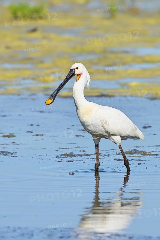 Spoonbill (Platalea leucorodia), adult bird striding through shallow water, adult bird in splendour, wildlife, Ziggsee, Burgenland, Austria