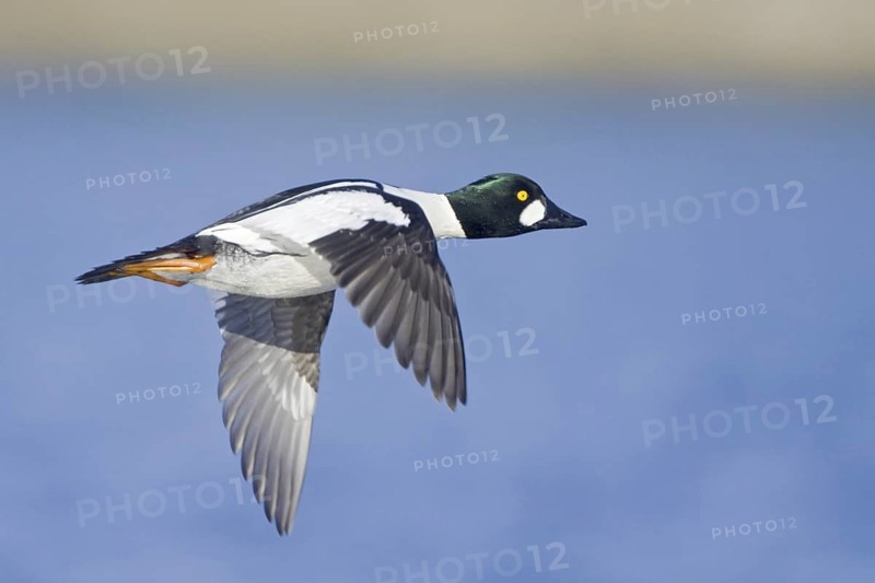 Common Goldeneye (Bucephala clangula) male flying, British Columbia, Canada