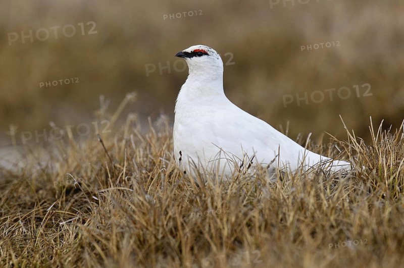Rock Ptarmigan (Lagopus muta) male, Alaska, USA